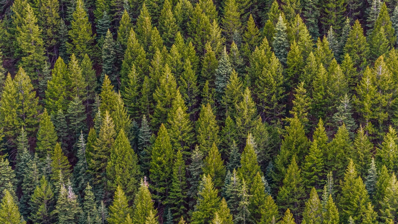 spruce tops in different green colors seen from above