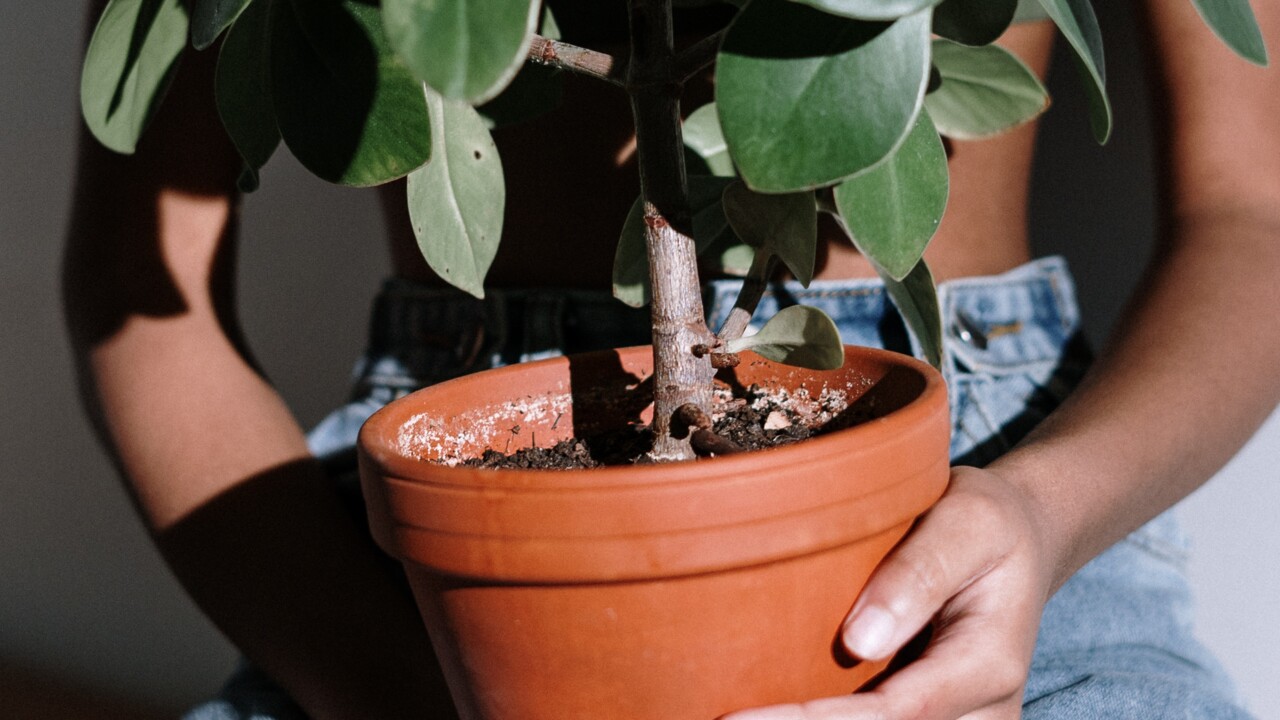 Håller blomkruka i knät