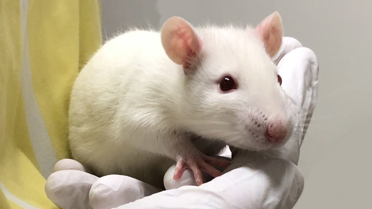 The picture shows a white rat sitting in a palm.