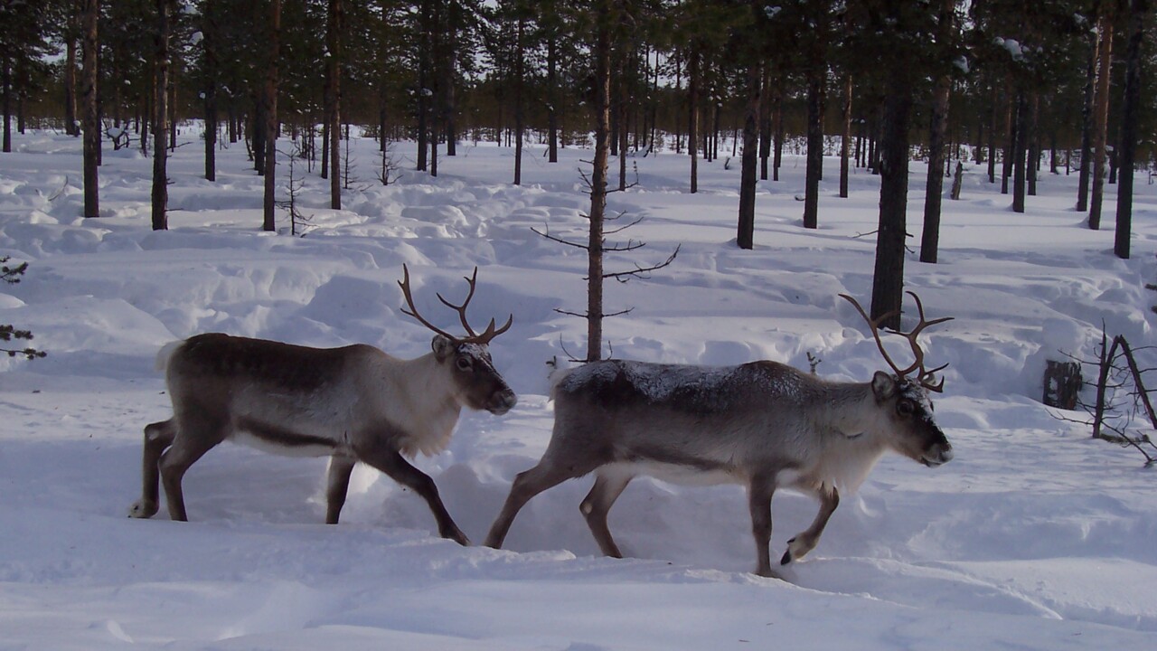 Reindeers in the snow