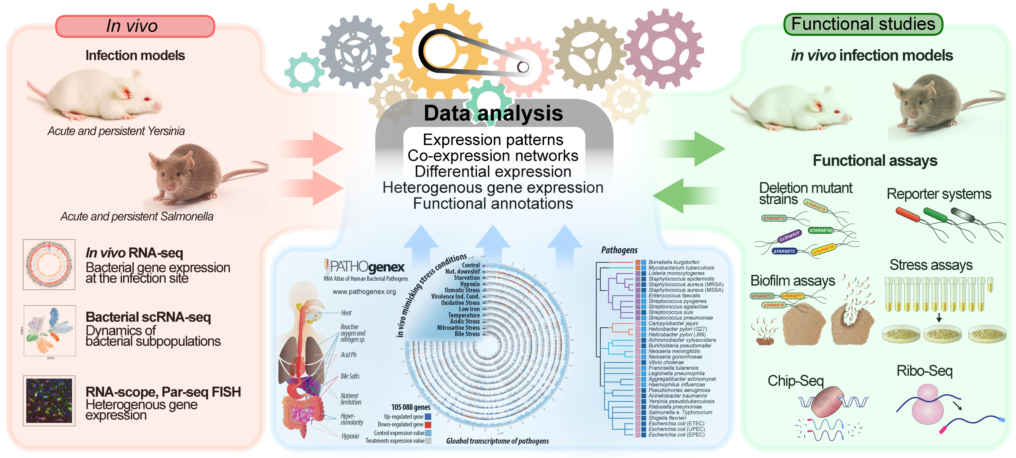 Illustration av Maria Fällman Lab forskning