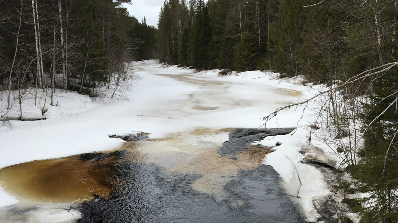 Sävarån, islossning