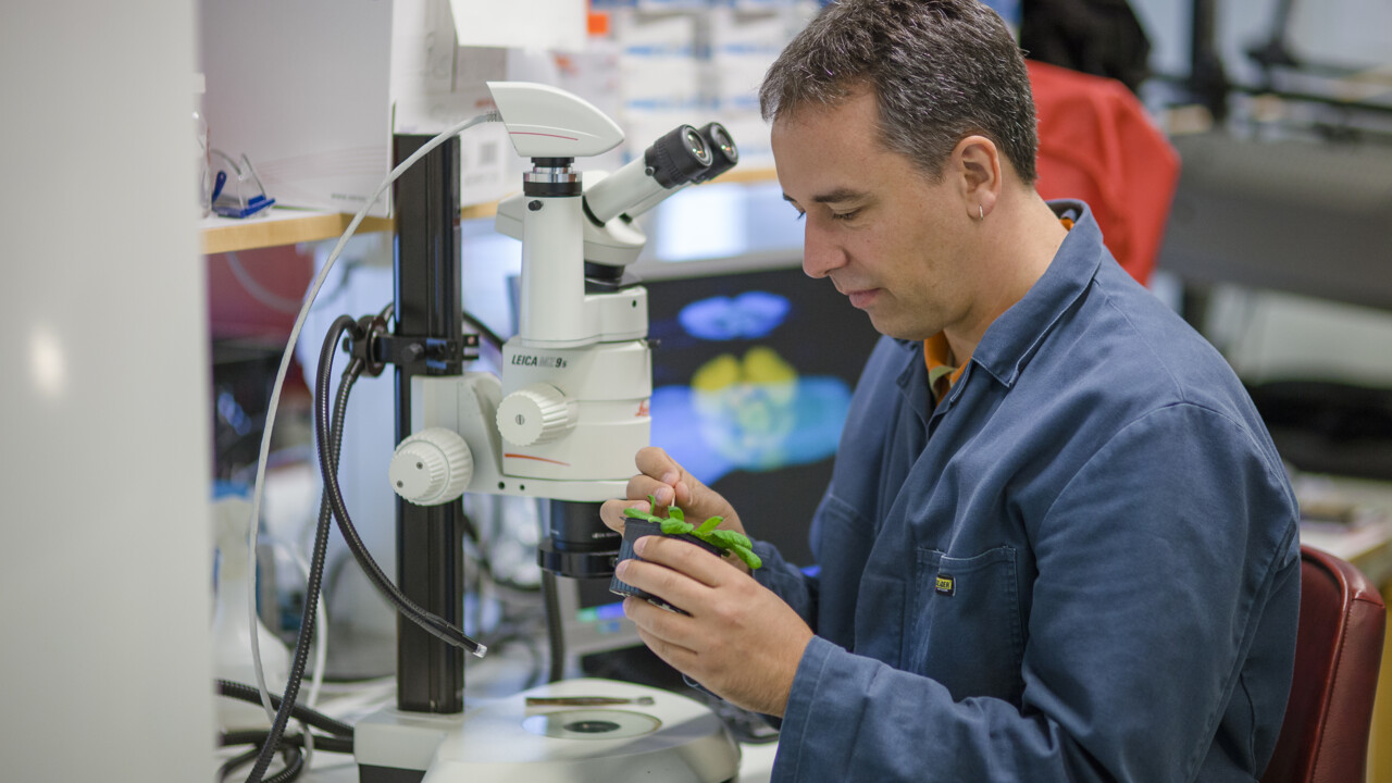 Bild på Markus Schmid, professor vid Institutionen för fysiologisk botanik i lab, Umeå universitet.