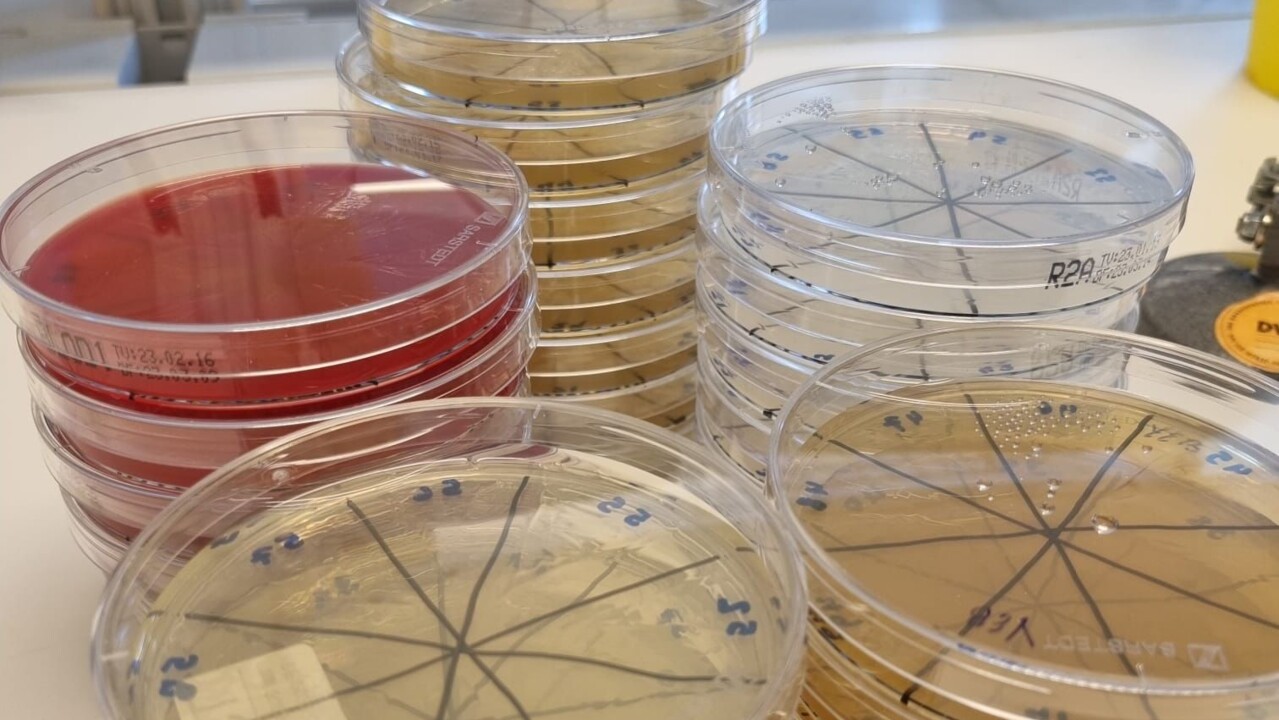 bakterier, växtvägg