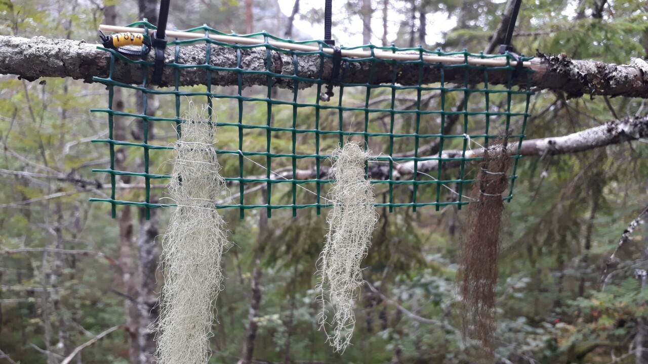 Transplantering av hänglavar