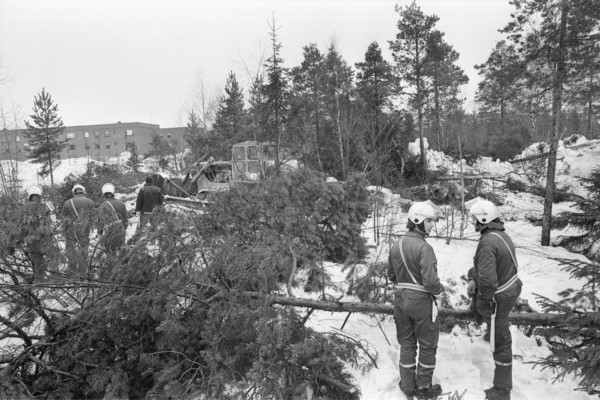 Två poliser vid trädfällning vid Ålidhemsupproret