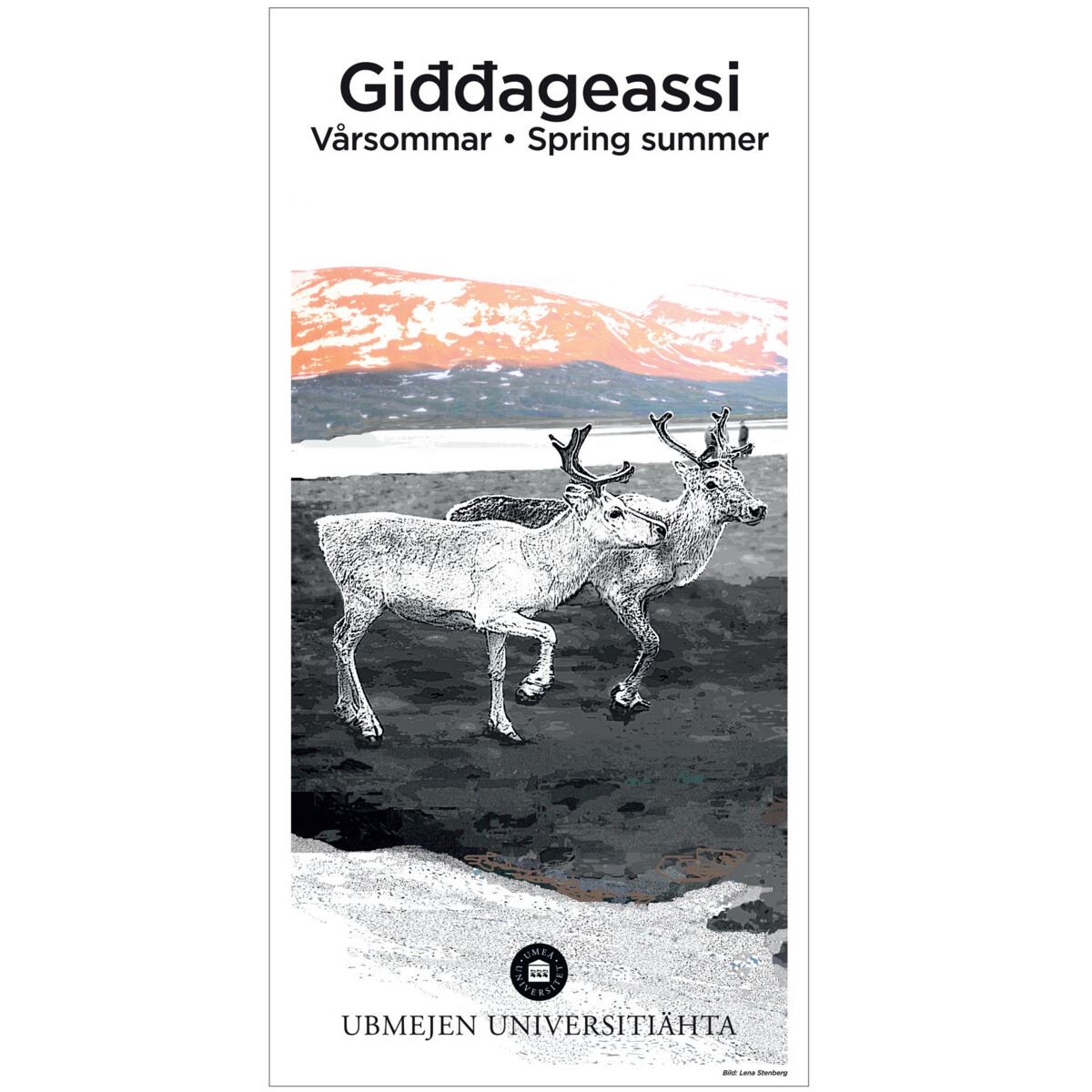 Vårsommar, samisk årstid. Bild Lena Stenberg