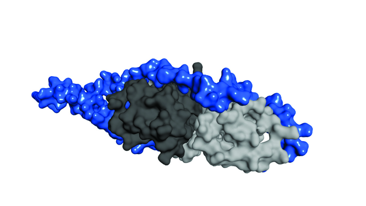 Växelverkan mellan proteiner