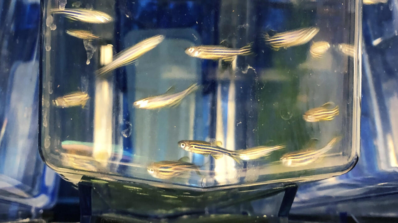 Zebrafiskar simmar i ett akvarium