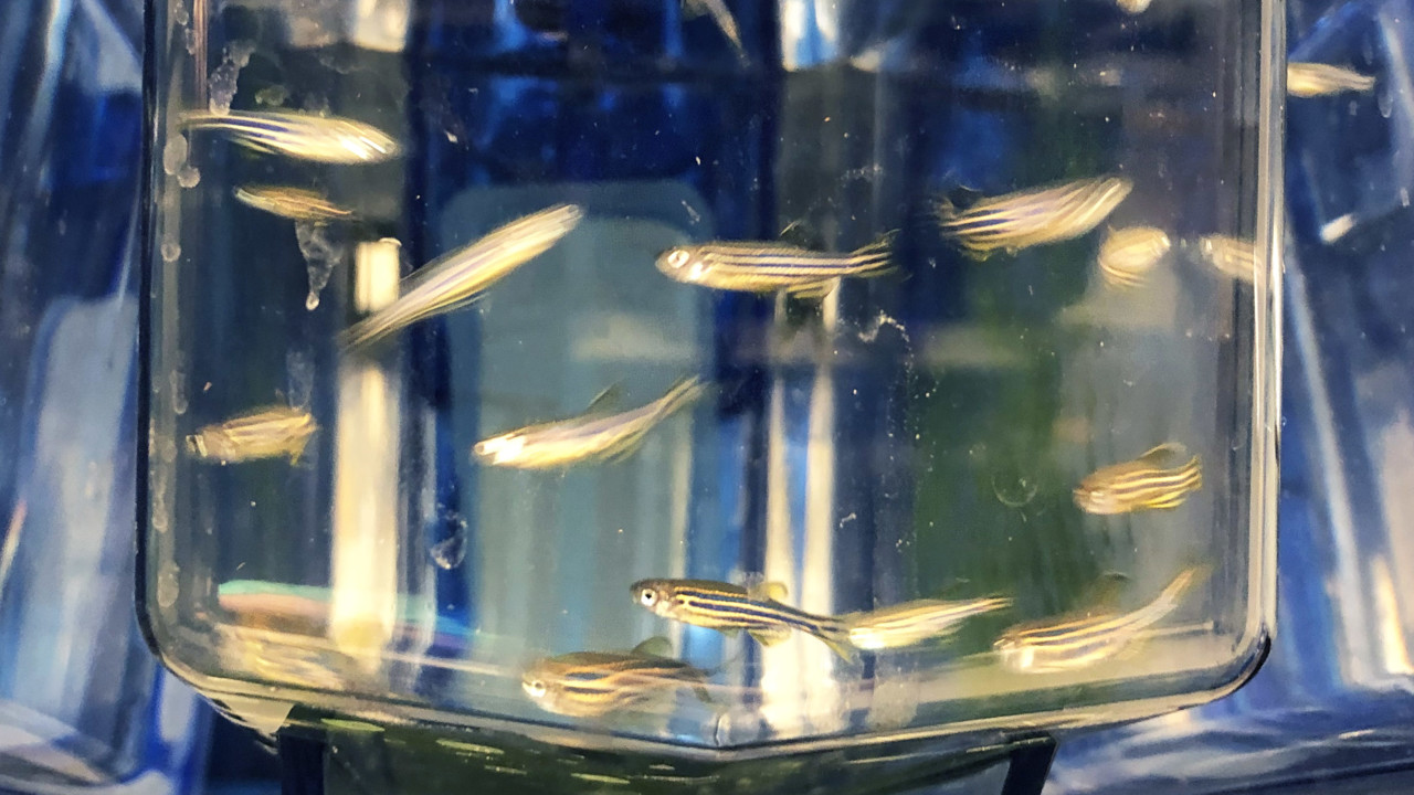 Zebrafiskar simmar i ett akvarium