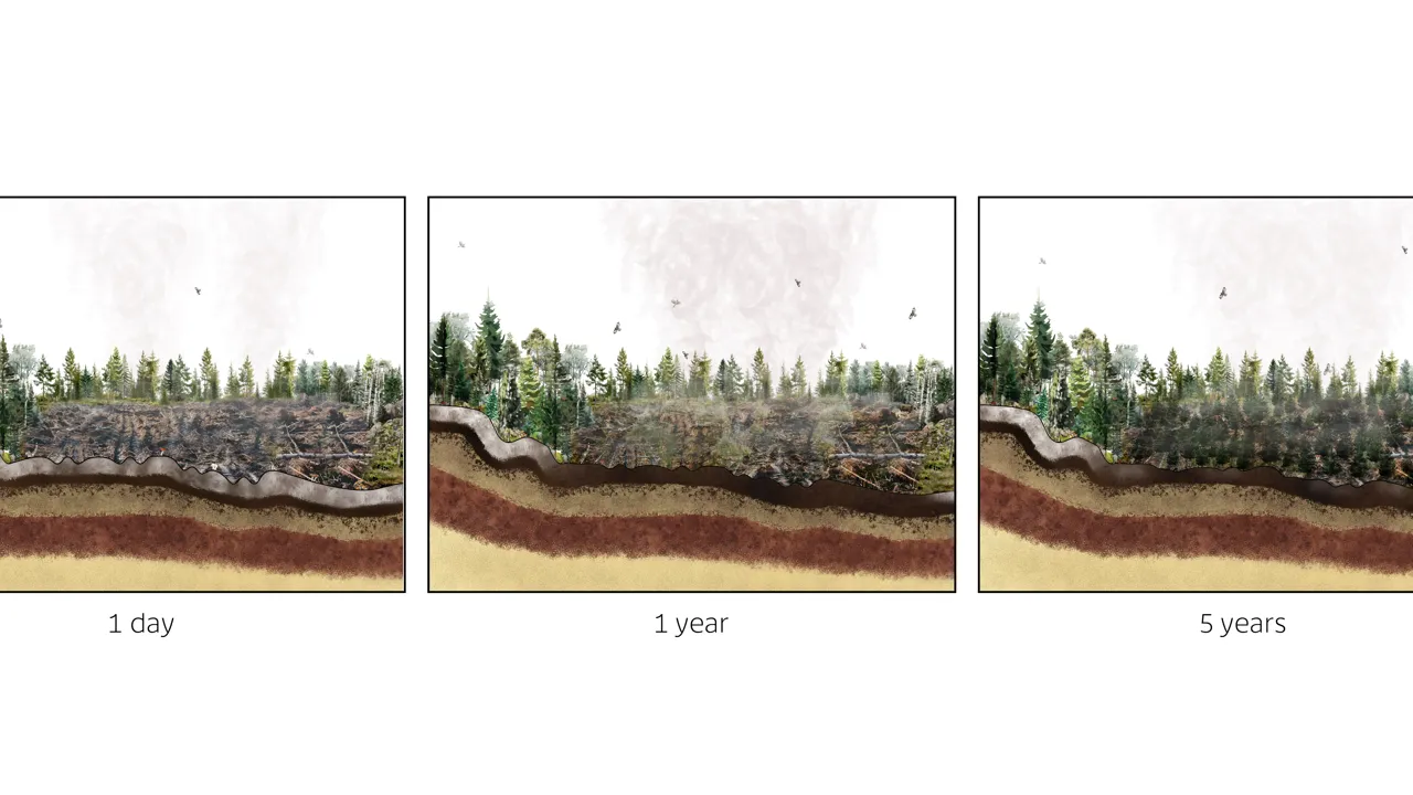 Henri Albers_Annihilation of Swedish Forest
