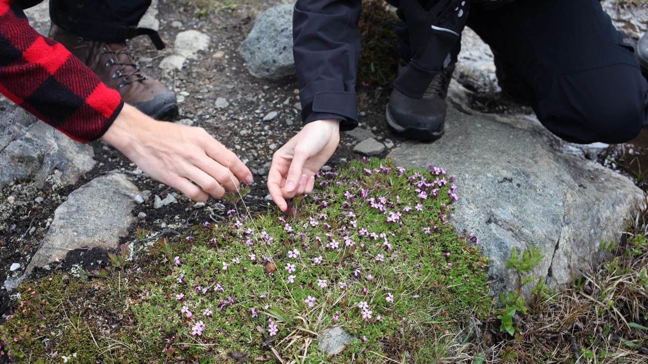 Fjällglim i svensk fjällmiljö. Fjällglim i svensk fjällmiljö.