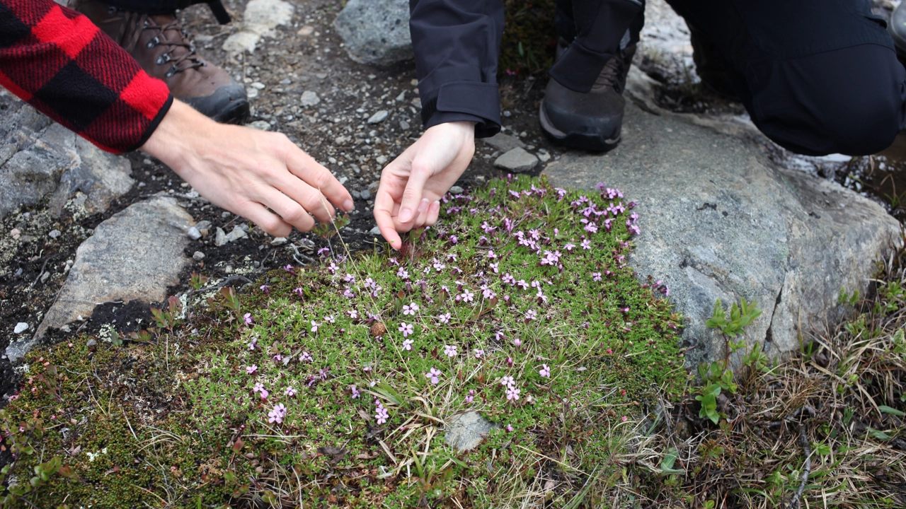 Två händer sträcker sig fram mot små fjällblommor.