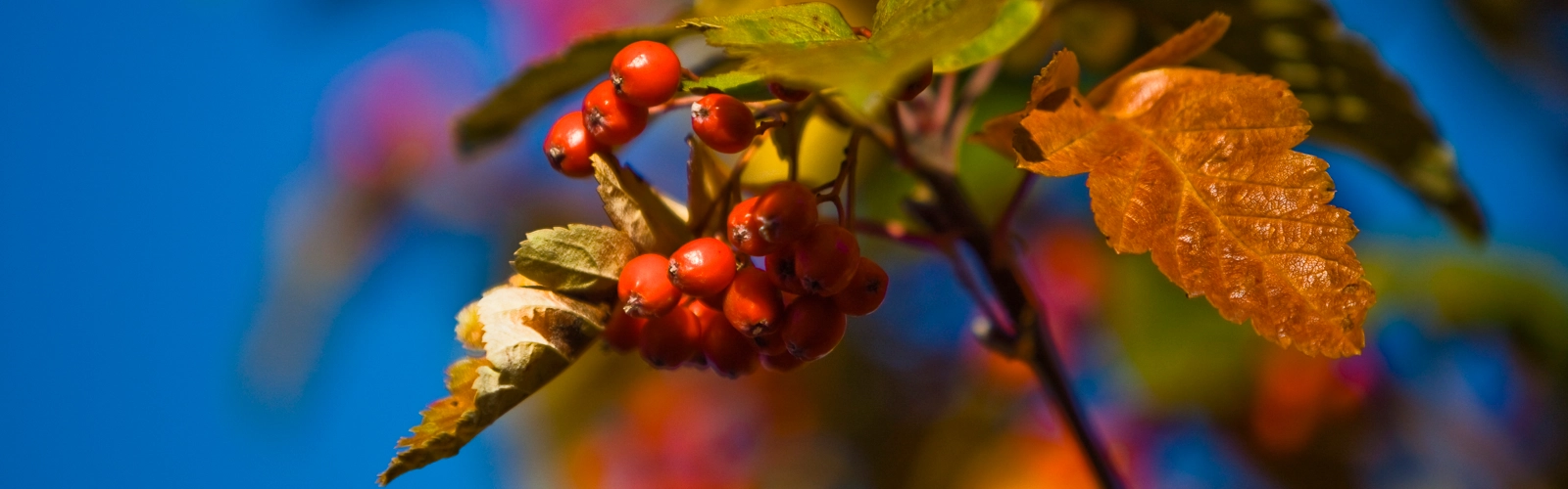 Bild på bär