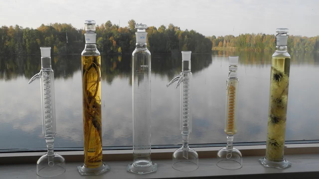 Provrör innehållande växtrötter står i fönstret, älven utanför.