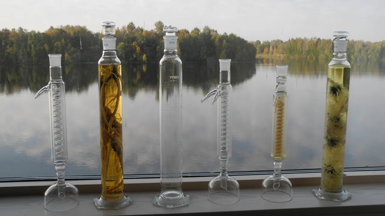 Provrör innehållande växtrötter står i fönstret, älven utanför.