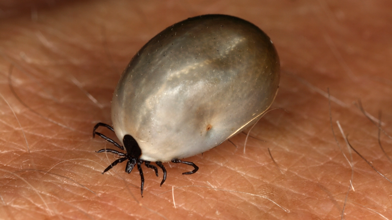 Fästing kryper på hud