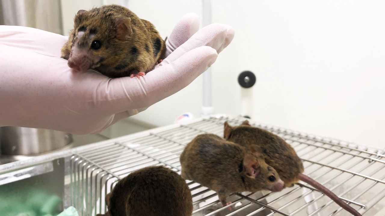 Mus sitter i handen och fler möss på en bur.