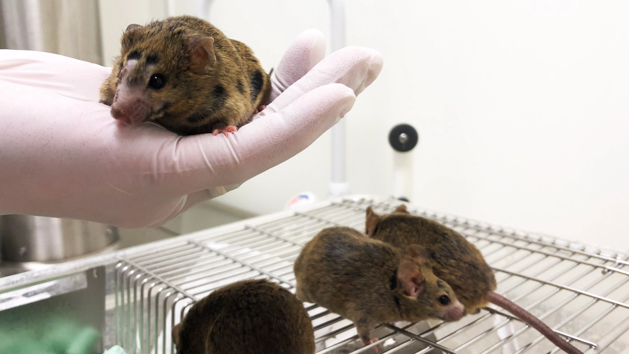 A hand with a mouse and several mice on a cage.