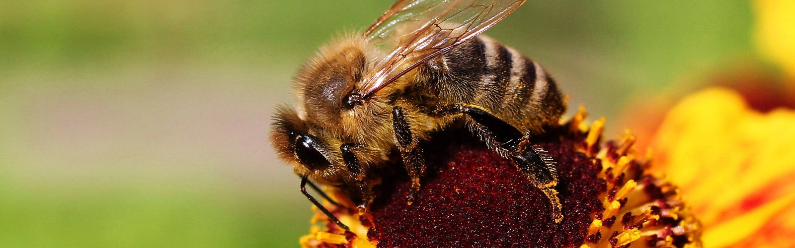 Ett bi sitter på en gul blomma.