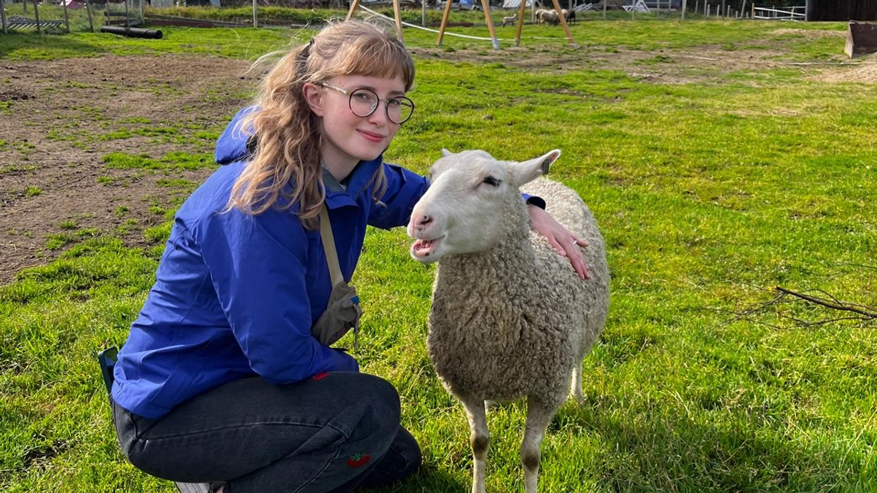 A  student down next to a sheep on a lush green field.