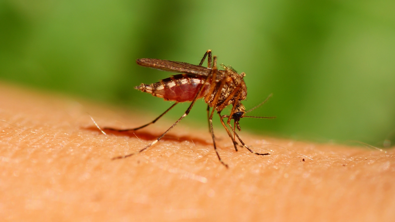 En mygga suger blod på en arm. Att insekter flyttar på sig och tar med sig sjukdomar är en effekt av klimatförändringarna.