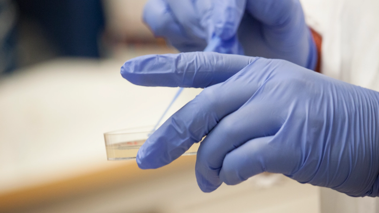 Bild på händer i lila plasthandskar som stryker ut preparat på agarplatta.