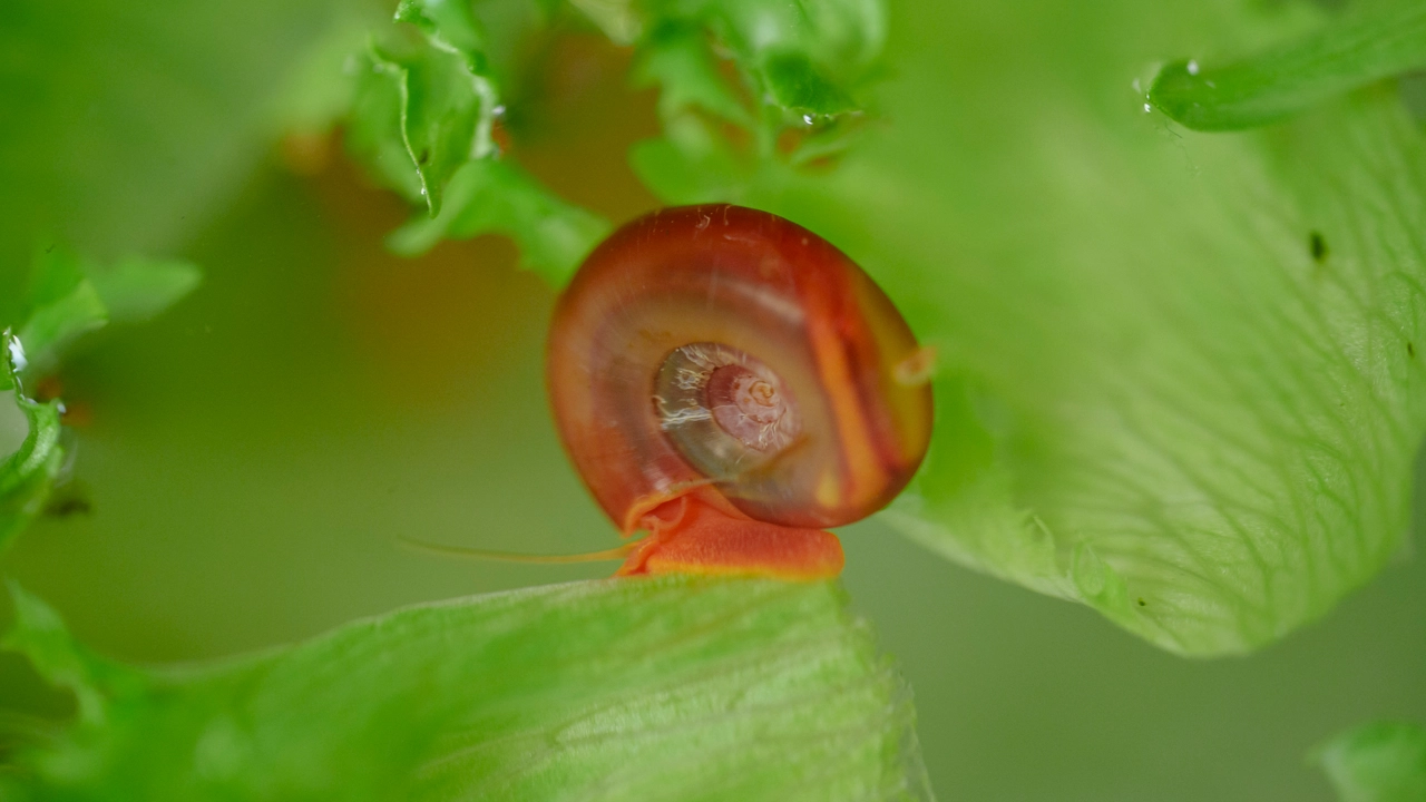 water snail