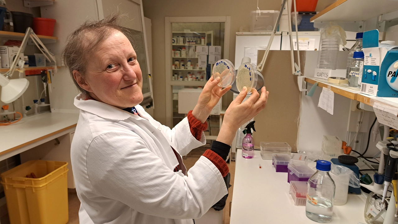 Photo of Teresa Frisan in the lab.