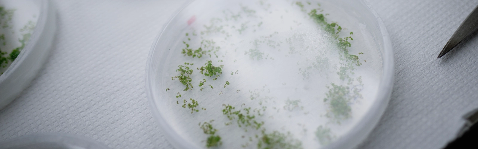 László Bakó
Umeå Plant Science Centre