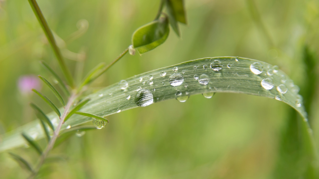 Vattendroppar på en grässtrå, närbild