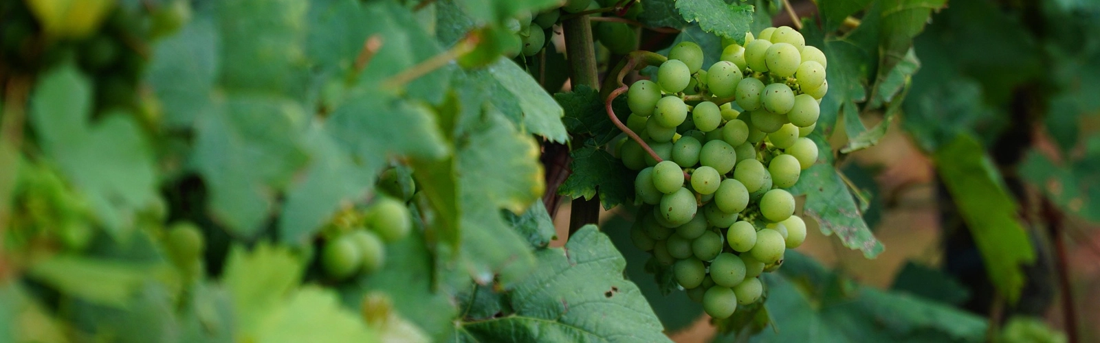 Vinranka växande utomhus