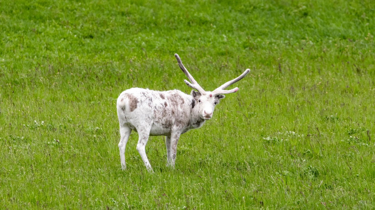 A white and gray reindeer standing in a field.
