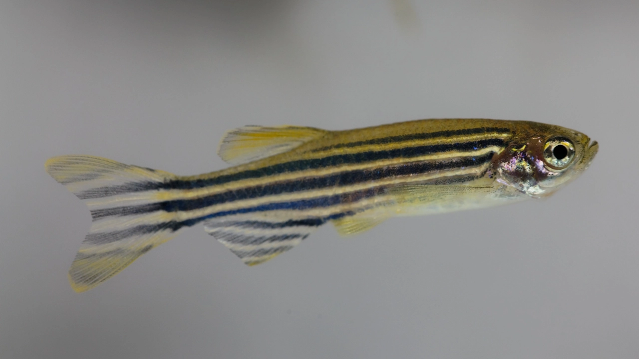 Zebrafisk med svarta och gula ränder.