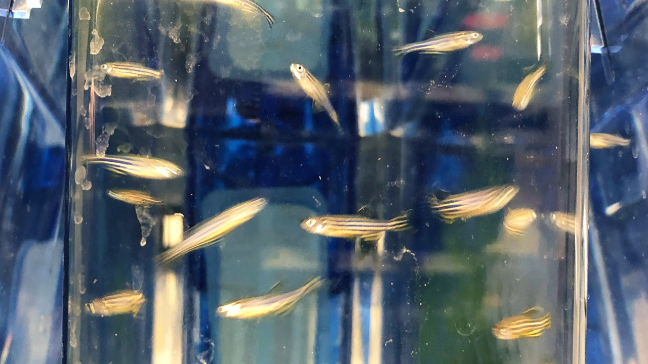 Zebrafiskar simmar i ett akvarium.