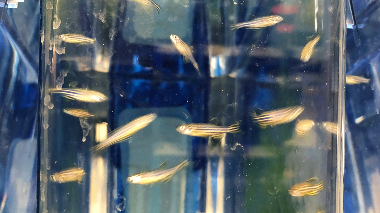 Zebra fish swimming in an aquarium.