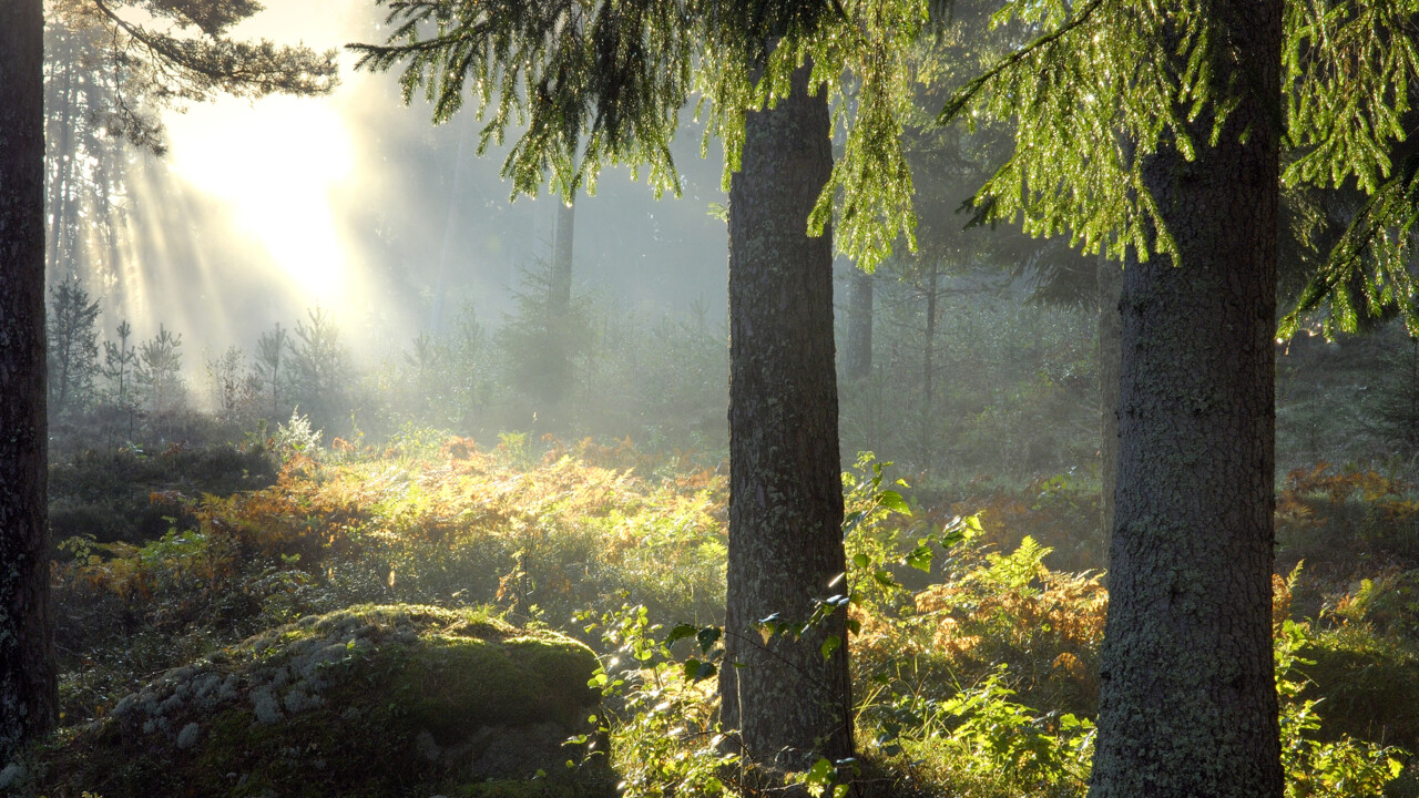 Fint solljus i tallskog